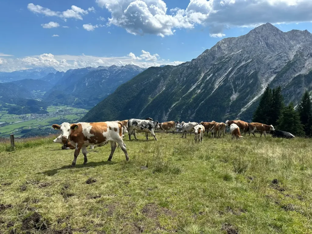 bankei_weidebetrieb